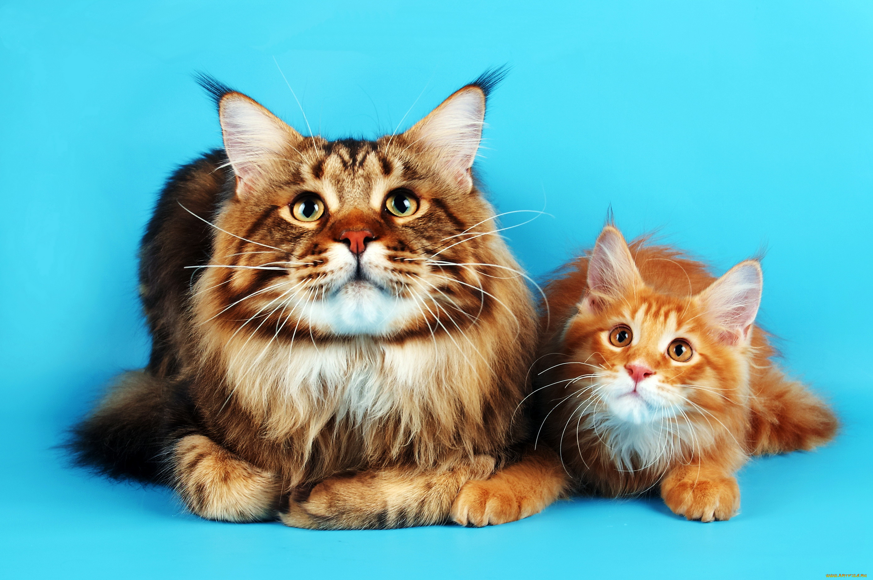 maine, coon, , , , 